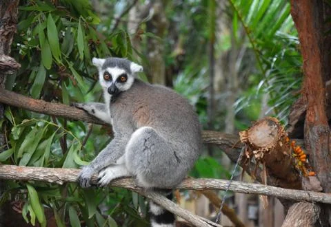 Ring-tailed lemur, or cat lemur, or Katta (Lemur catta) Stock Photos