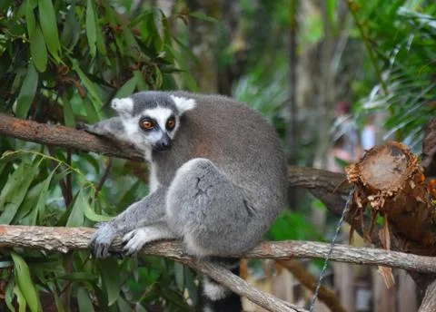 Ring-tailed lemur, or cat lemur, or Katta (Lemur catta) Stock Photos