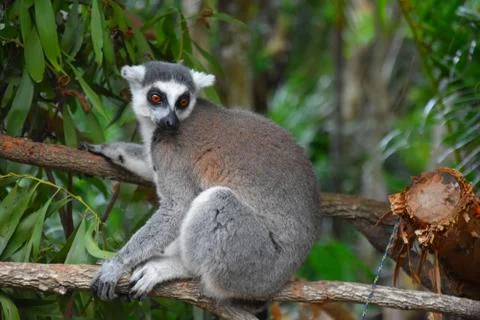 Ring-tailed lemur, or cat lemur, or Katta (Lemur catta) Foto stock