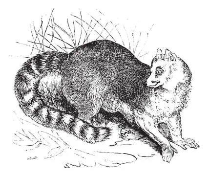 Ring-tailed lemur or Lemur catta vintage engraving Stock Illustration
