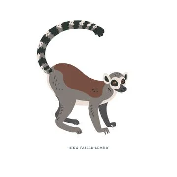 Ring-tailed lemur or Lemur catta - large strepsirrhine primate with long black Stock Illustration