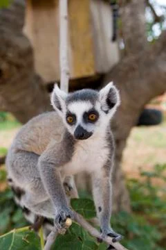 Ring-tailed lemur Stock Photos