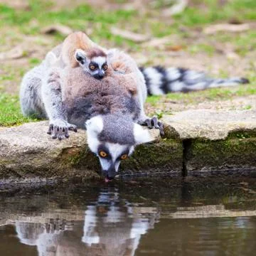 Ring-tailed lemur Foto stock