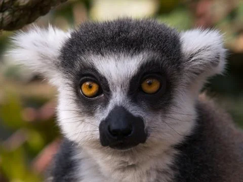 Ring-tailed lemur Stock Photos