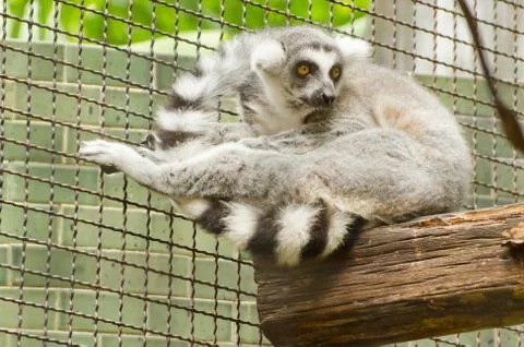 Ring-tailed lemur Fotos de archivo