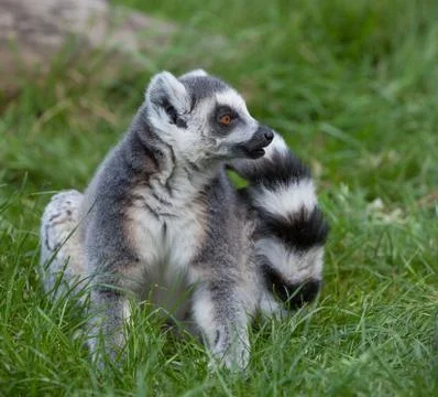 Ring tailed lemur Stock Photos