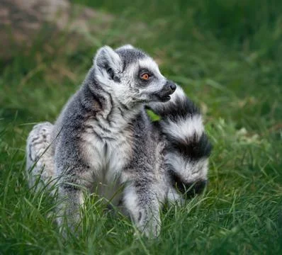 Ring tailed lemur Stock Photos