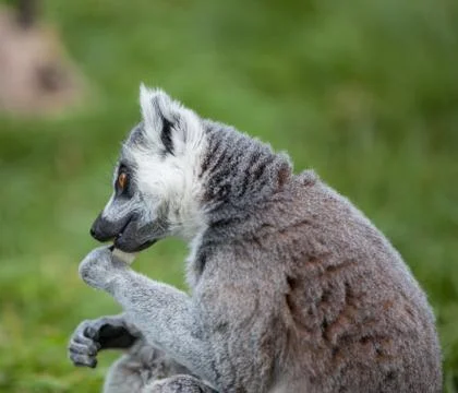 Ring tailed lemur Stock Photos