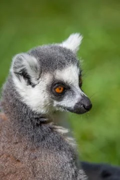 Ring tailed lemur Stock Photos