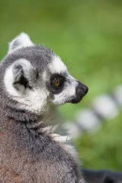 Ring tailed lemur Stock Photos
