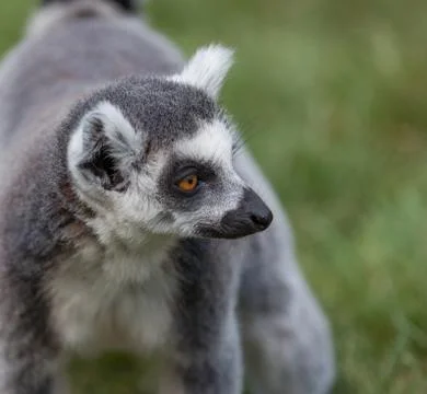 Ring tailed lemur Stock Photos