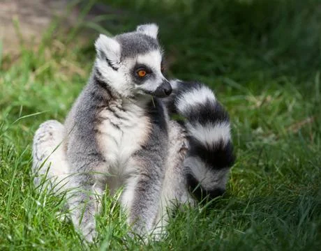 Ring tailed lemur Stock Photos