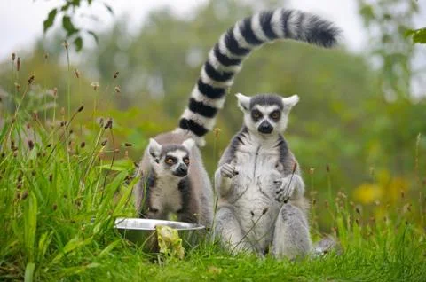 Ring-tailed lemur Foto stock