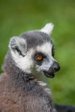 Ring tailed lemur Stock Photos