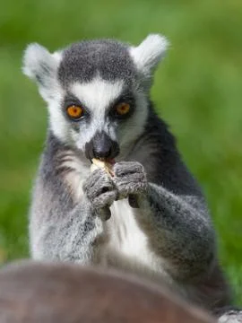 Ring tailed lemur Stock Photos