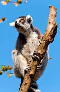 Ring-tailed lemur Stock Photos