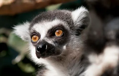 Ring-tailed lemur Stock Photos