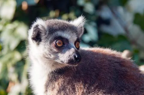 Ring-tailed lemur Foto stock