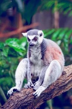 Ring-tailed lemur Stock Photos