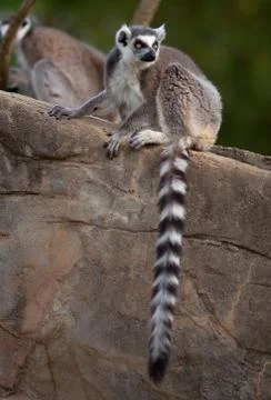 Ring Tailed Lemur 스톡 사진