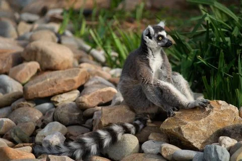 Ring Tailed Lemur Stock-Fotos