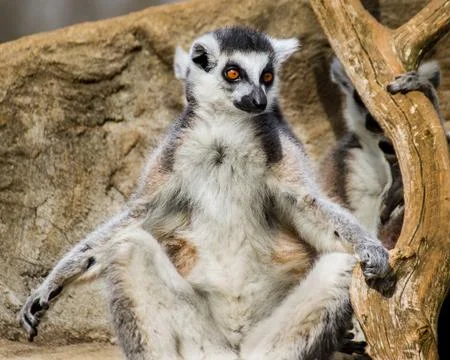 Ring Tailed Lemur Stock Photos