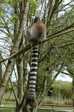 Ring tailed lemur Stock Photos