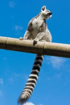 Ring-tailed lemur Stock Photos
