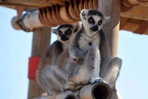 Ring-tailed lemur Stock Photos