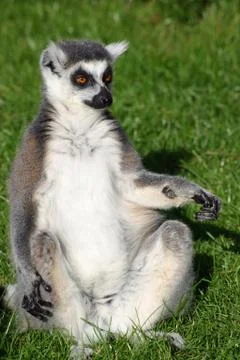 Ring-tailed lemur Stock Photos