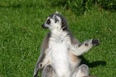 Ring-tailed lemur Stock Photos