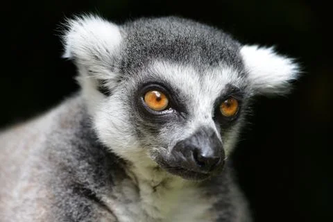 Ring-tailed lemur Foto stock