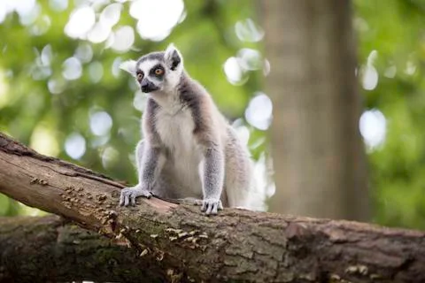 Ring-tailed lemur Stock Photos