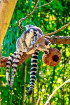 Ring-tailed Lemur Foto stock
