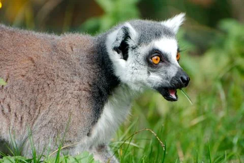 Ring tailed Lemur Stock Photos
