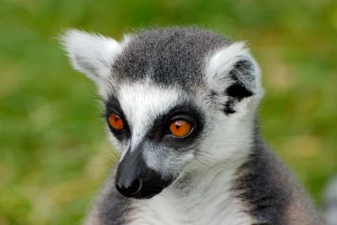 Ring tailed Lemur Stock Photos
