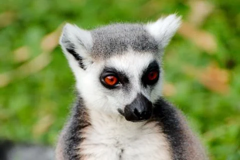 Ring tailed Lemur 写真素材