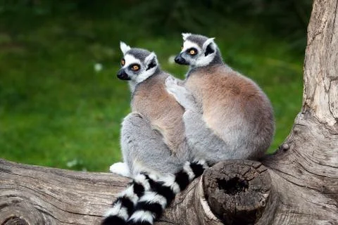 The ring-tailed lemur Stock Photos