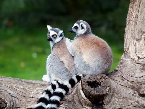 The ring-tailed lemur Stock Photos