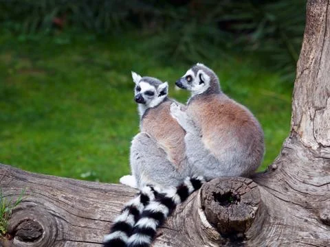 The ring-tailed lemur Stock Photos