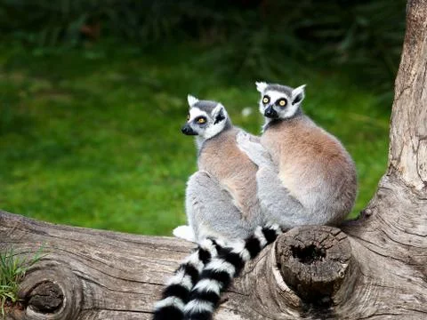 The ring-tailed lemur Stock Photos