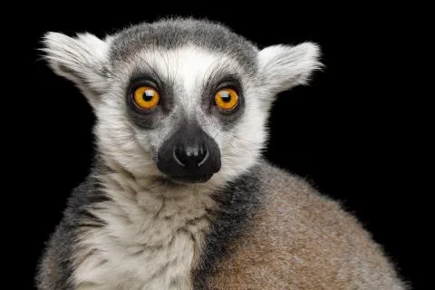 Ring-tailed Lemur Stock Photos