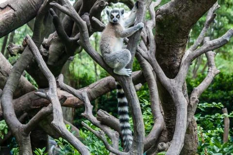 Ring tailed lemur Stock Photos