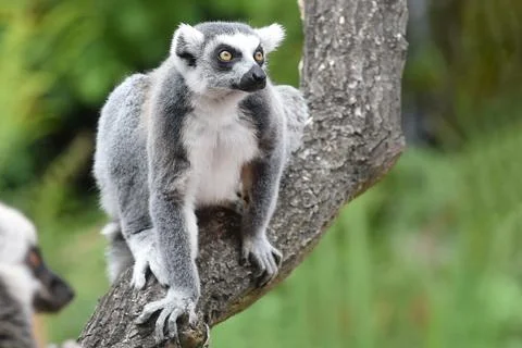 Ring-tailed lemur Stock Photos