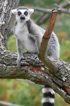 Ring-tailed lemur Stock Photos