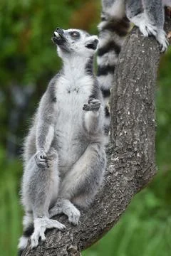 Ring-tailed lemur Foto stock