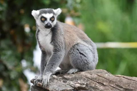 Ring-tailed lemur Stock Photos