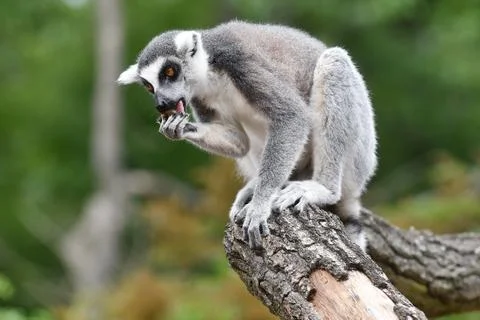 Ring-tailed lemur Stock Photos