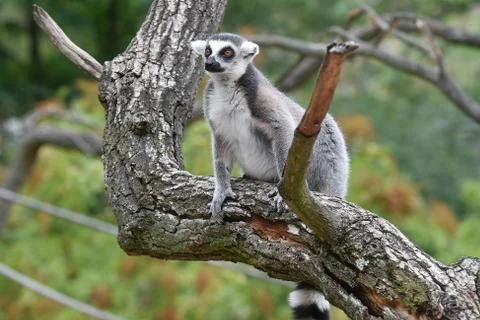 Ring-tailed lemur Stock Photos