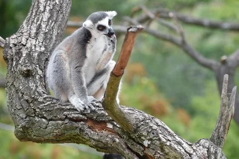 Ring-tailed lemur Stock Photos